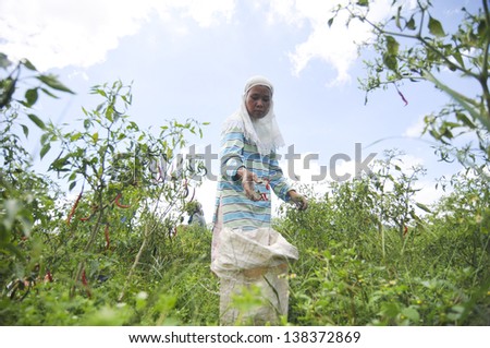 BALI,INDONESIA -DEC 1 : Unidentified Indonesian Woman working on the vegetables plant on December 1,2011 in Bali, Indonesia. Most agriculture in Indonesia are manual agriculture.