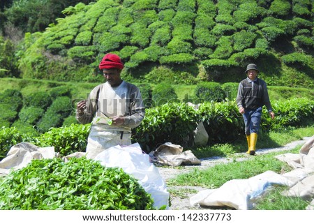 PAHANG, MALAYSIA - JULY 27: unidentified workers at a tea plantation near the  Sungai Palas Garden on July 27, 2011 in Cameron highland, Pahang, Malaysia. Tea is export item of Malaysia