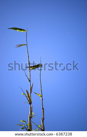 Two bamboo stems on the wind with blue sky on background.