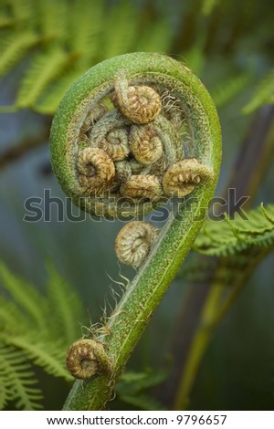 Koru - new leaf of New Zealand silver fern. Spring concept. Close-up
