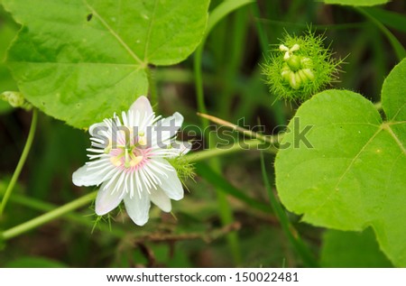 White flower ,vine tropical plant
