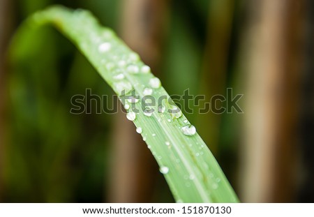 Dew of rain on grass