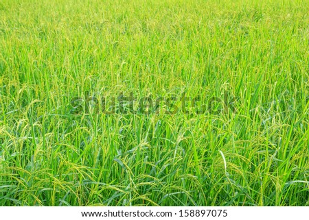 Green rice in the rice field near the time for harvest