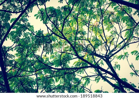 Tree branches and green leaf background, Safe the earth
