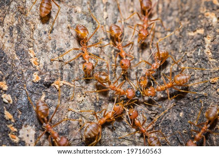 Ant working unity on tree