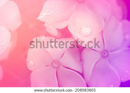 Beautiful pink flower\'s petal with water drop on it