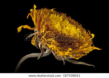 A dried sunflower illuminated by a strong side light. Focus is on the nearest petals.