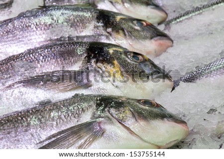 Fish onto ice in market. Macro fish background. Bream fish series.