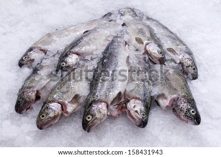 Trouts on ice. frozen fish. fish background.