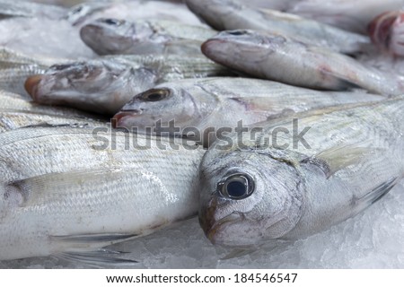 fish background. Sea bass fish put on ice. fish market.