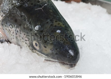 atlantic salmon. salmon on ice. frozen fish.