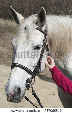 kid hand on horse head. child rub down horse.