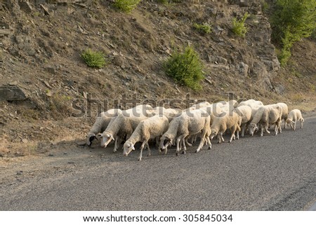 sheep on a road