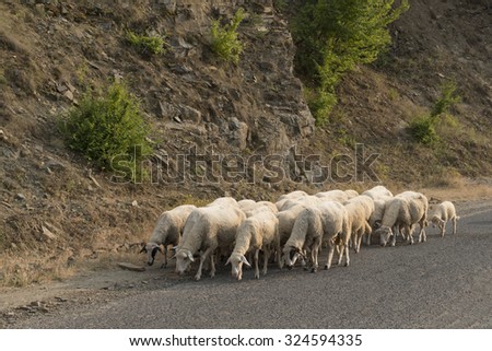a flock of sheep on road