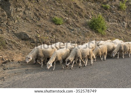 herd sheep