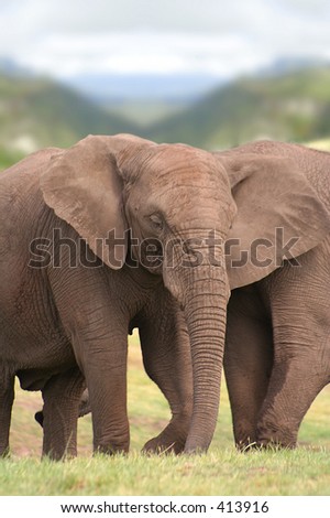 couple of elephants