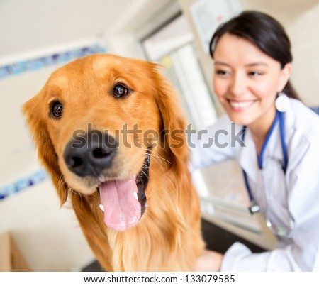 Cute Dog At The Vet Getting A Checkup