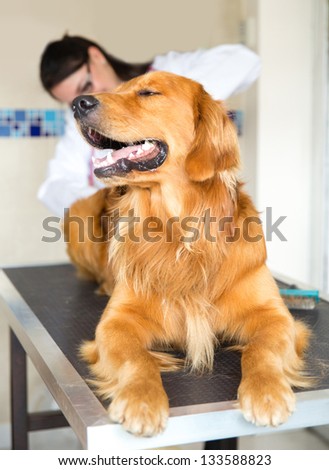 Dog at the vet and a doctor checking his tempreature from behind