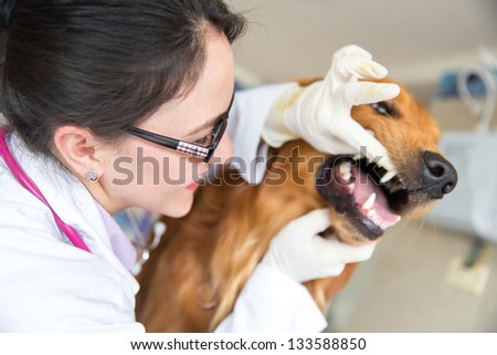 Vet Doctor Checking The Teeth Of A Dog