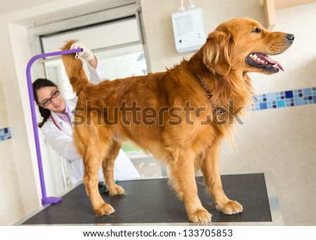 Dog at the vet and a doctor checking his temperature from behind