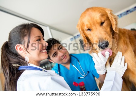 Doctors checking a friendly dog at the vet