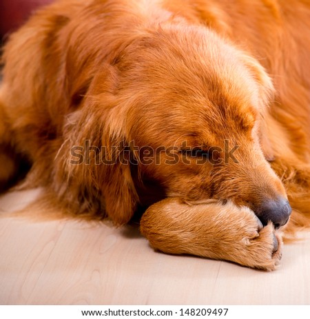 Very tired dog sleeping and lying on the floor