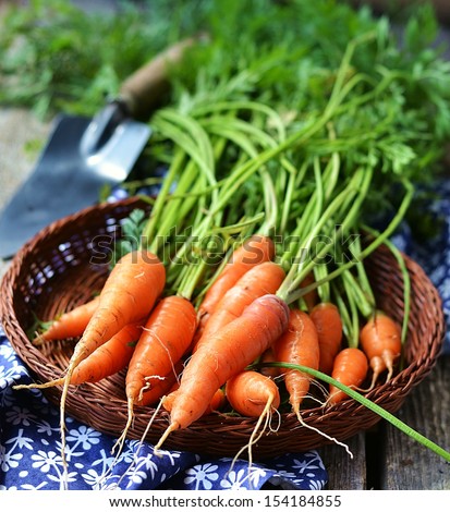 Fresh Kitchen Garden Carrots On The Wooden Background