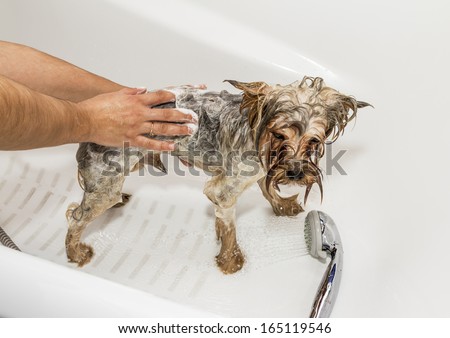 Yorkshire Terrier bathe in a bathtub.Wet puppy