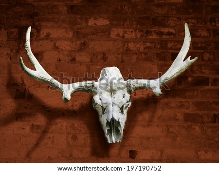 Moose skull with horns against the red brick wall