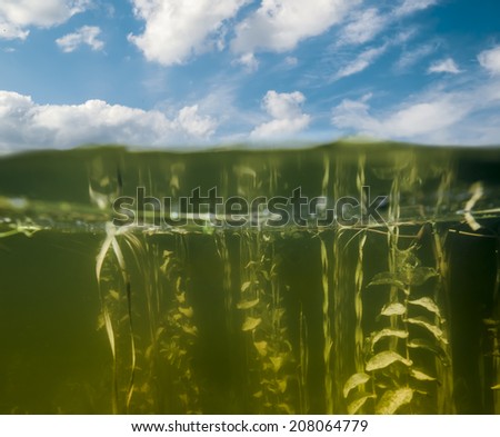 Look above the water and under the water in the Lake on a sunny summer day