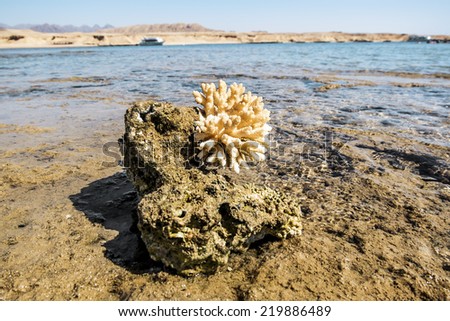 Coral Reef in the nature reserve of Ras Mohammed on the Red Sea in Egypt
