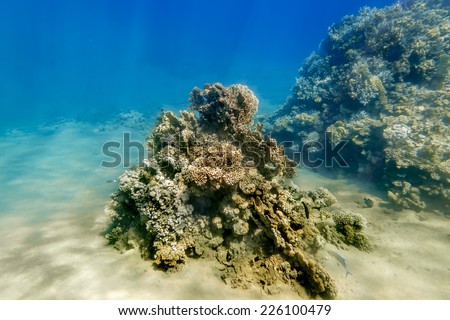 Coral Reef in the nature reserve of Ras Mohammed on the Red Sea in Egypt