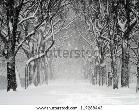 Blizzard in Central Park, New York