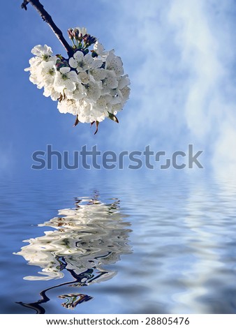 Spring blossoming branch reflected in water. On sky background