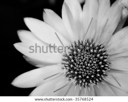 black-and-white flower. A close up