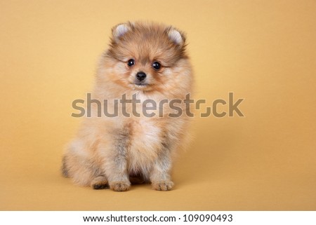 light brown puppy