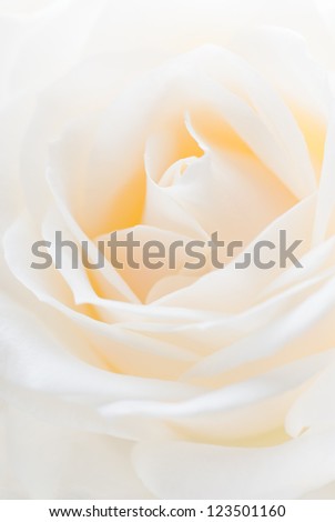 Close-up of a white rose. Shallow depth of field.
