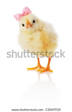 chick bow