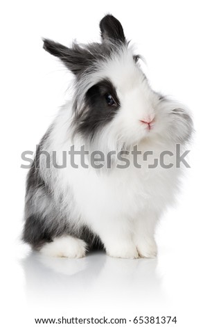 Black And White Rabbit Clipart. stock photo : Black and white