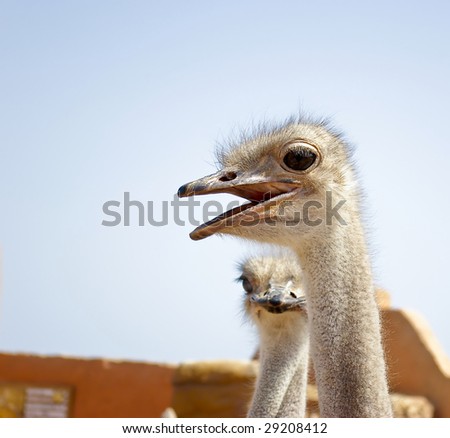 Two ostriches in a countryside go and talk