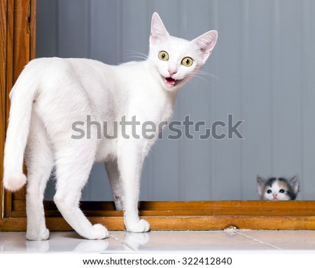 Funny evil white cat with open mouth. Funny Crazy Cat