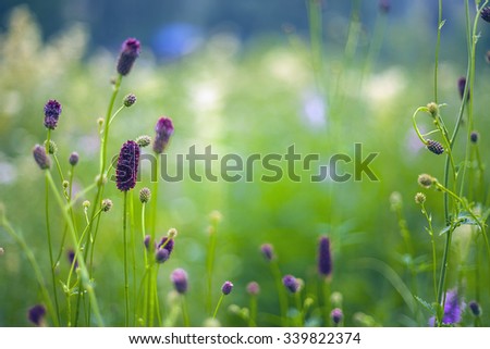 Abstract beautiful gentle spring flower background.  Closeup with soft focus. Shallow focus