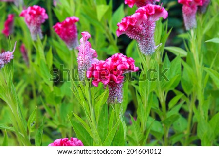 Cockscomb flower or Chinese Wool flower plant in a park
