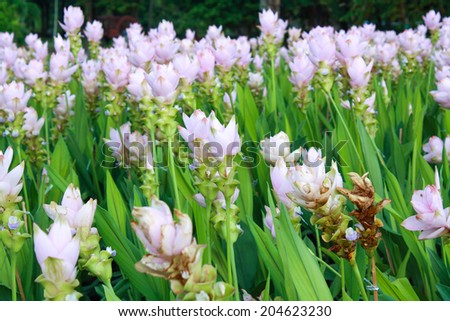 Curcuma alismatifolia, Siam tulip or summer tulip (pathuma, or dok krajiao) is a tropical plant native to Laos, northern Thailand and Cambodia