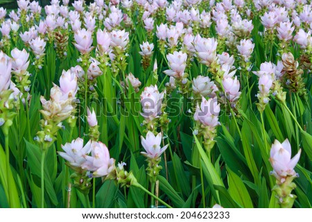 Curcuma alismatifolia, Siam tulip or summer tulip (pathuma, or dok krajiao) is a tropical plant native to Laos, northern Thailand and Cambodia