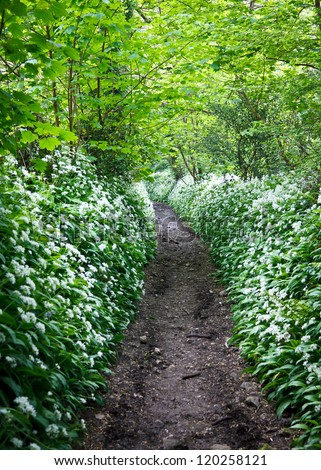 Loam path through the green woods, lined with wild garlic flowers, taken in Spring