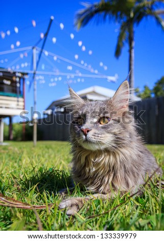 A grey Maine Coon tabby cat lying on the grass. The background is a typical Australian back yard with rotary, wooden fence, palm tree and Queenslander style houses