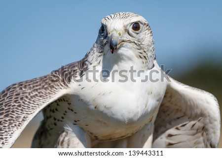A gyrfalcon flexing her wings after eating her prey. Bird of prey.