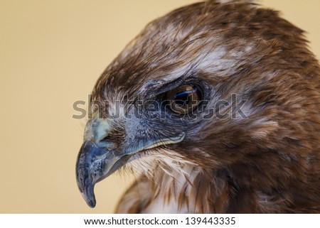 Extreme close up of a common buzzard in profile. Bird of prey.