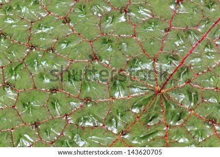 Prickly gorgon plant lily leaf, bright green with bright red lines and thorns